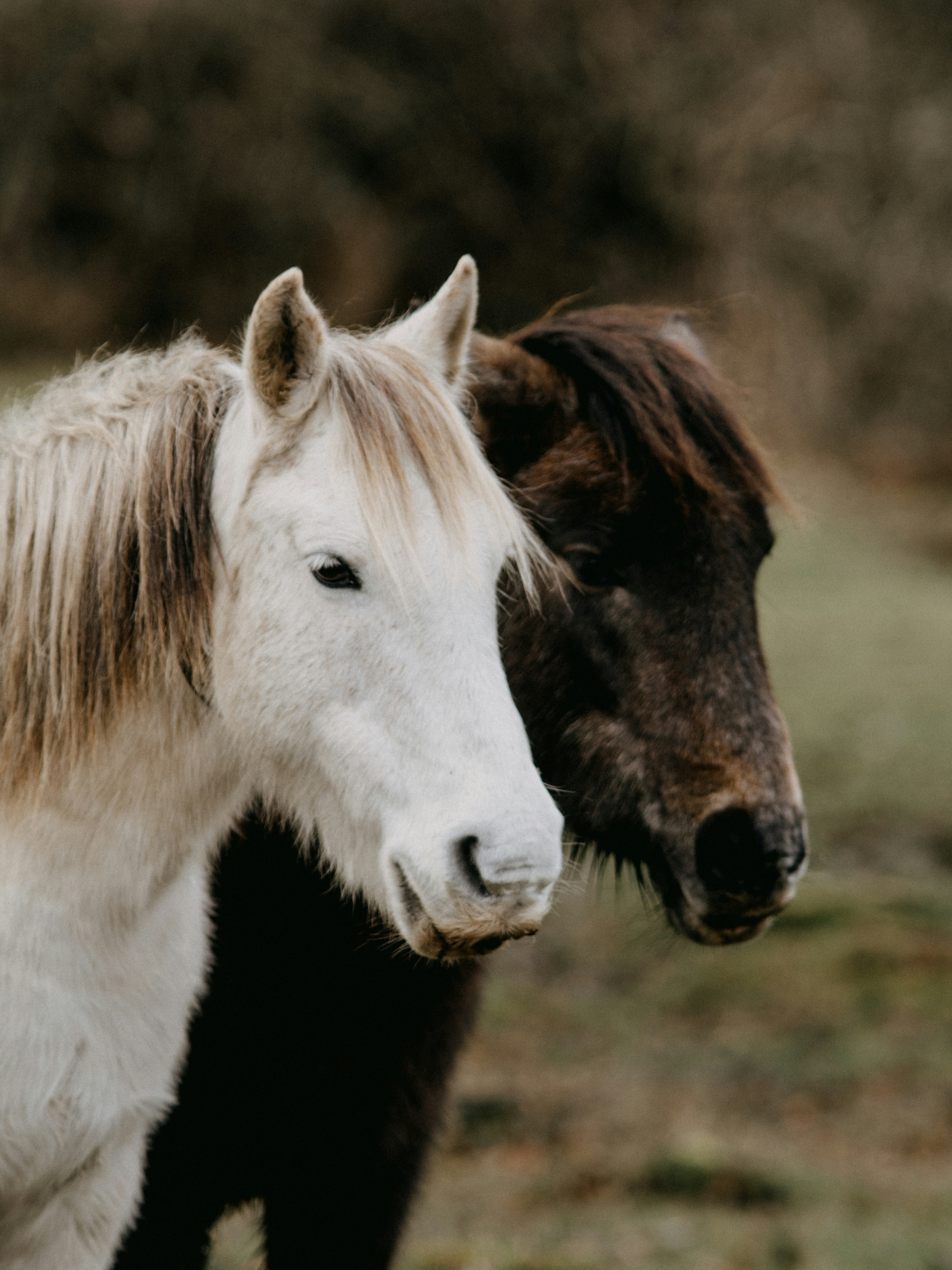 white and brown horse in close up photography during daytime